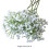 PRETXORVE Baby Breath Διακοσμητική Φωτογραφία Γάμου 3