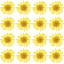 48PCS Dried Daisy Flower, Vacuum Packaging, Pressed Flower for House Decoration, Jewelry Making, Phone case Decoration