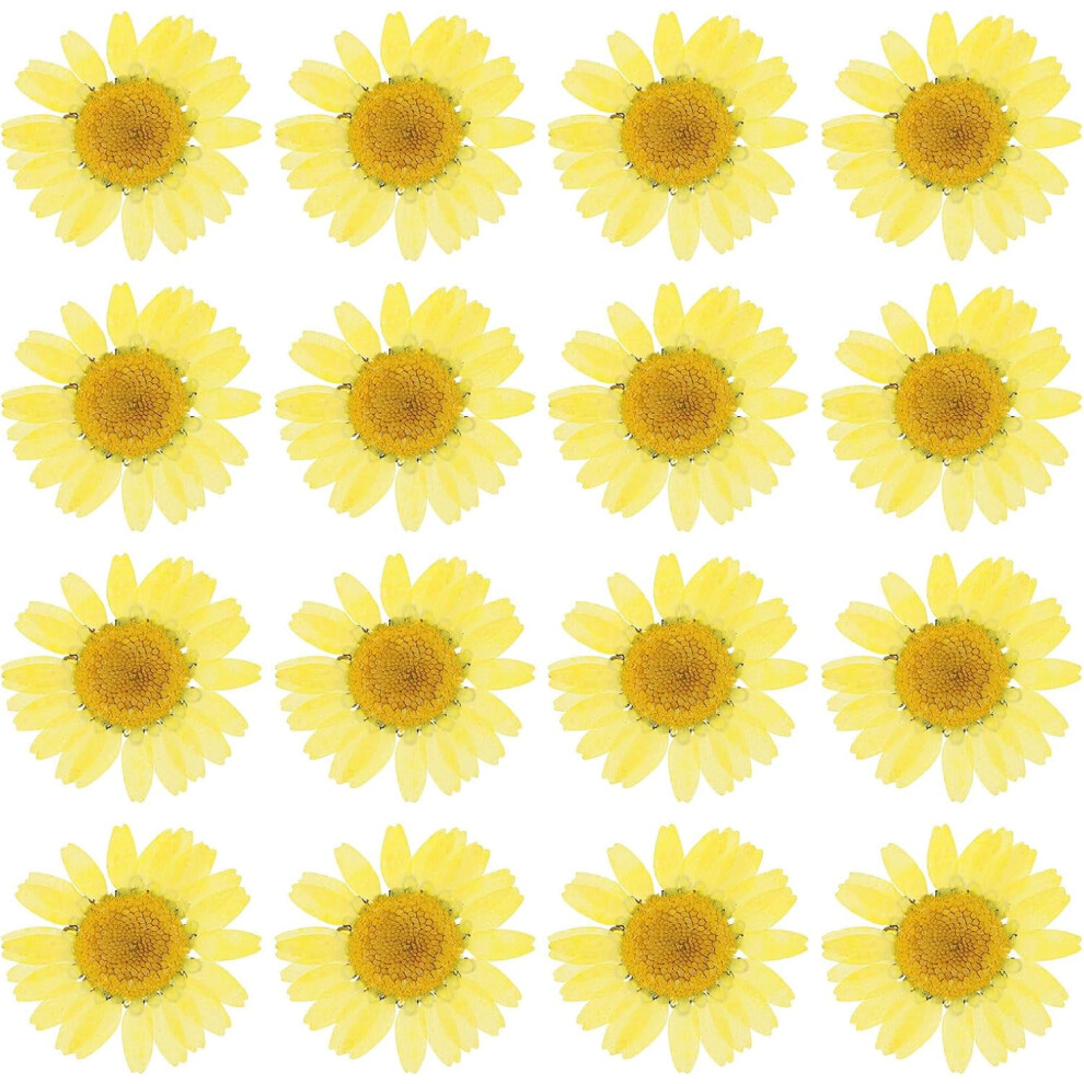 Dried Daisy Flowers Pressed For Decoration 48 Pcs 9023022058485