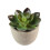 5 piante grasse artificiali decorative con vasi 4