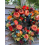 Wreath, Fall Peony and Pumpkin, 24" 7