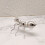 Ant Sculpture Mini Appetizer Forks 9.50X8.00X8.00CM Silver 3