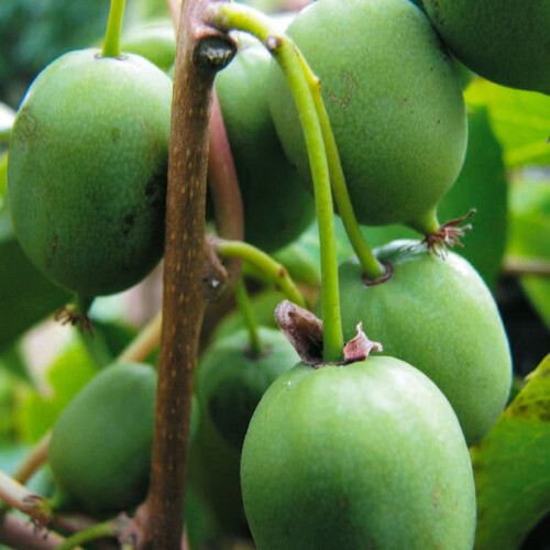 KIWI Issai Selbstfruchtbar  2L