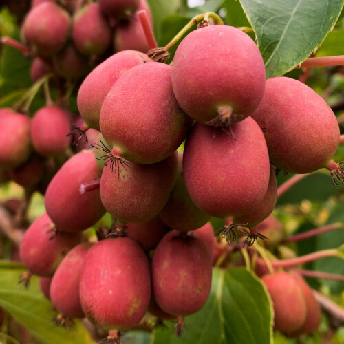 KIWI ‘Ananasnaya‘ - weiblich  1L