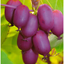KIWI Purpurna Sadowa weiblich 2L