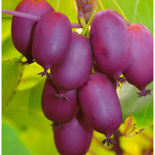 KIWI Purpurna Sadowa weiblich 2L