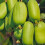KIWI Jumbo weiblich 1L 1