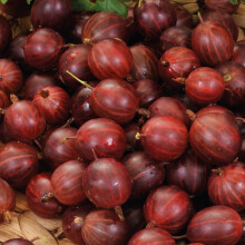 Stachelbeere Rote Hinnonmaki rot 2L