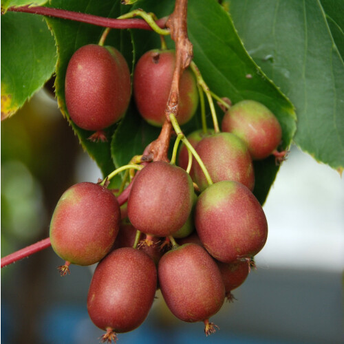 KIWI Weiki - weiblich 2L