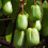 KIWI Sentyabraskaya - weiblich 1L 1