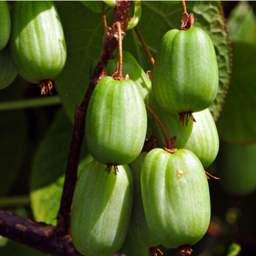 KIWI Sentyabraskaya - weiblich 1L