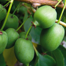 KIWI Kokuwa 1L