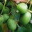 KIWI Kokuwa 1L 1