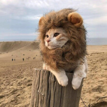 Pet Halloween Costume for Holiday Cosplay Apparel Suit Cute Cape Clothes Suitable for Small cat and dog Parrots Decoration - L L