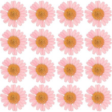 48PCS Dried Daisy Flower, Vacuum Packaging, Pressed Flower for House Decoration, Jewelry Making, Phone case Decoration