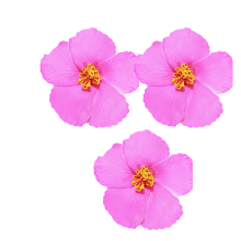 3er-Pack Haarspangen mit Blumenmuster, 8,9 cm große, umweltfreundliche EVA-Haarspangen im tropisch-hawaiianischen Stil, rosarot