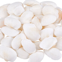 PH40pcs1~2inch Φυσικά κοχύλια χτενιών χωρίς τρύπα/άτρωτα κοχύλια παραλίας κοχύλια