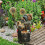 Squirrel Sculpture Solar Water Fountain with LED Lights 7
