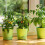 Blumenstäbe 30 cm im 50er Set 5
