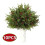 Ramuri artificiale de pin Norfolk cu conuri, 10 buc. 1