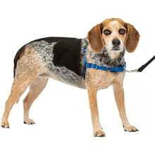 Harnais pour chien Easy Walk, taille S/M, bleu royal
