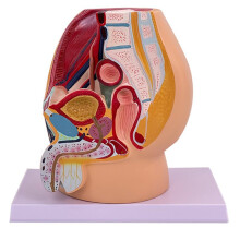 Male Vagina Anatomical Model Life Size Median Sagittal Section Human Pelvic Cavity Structure Model