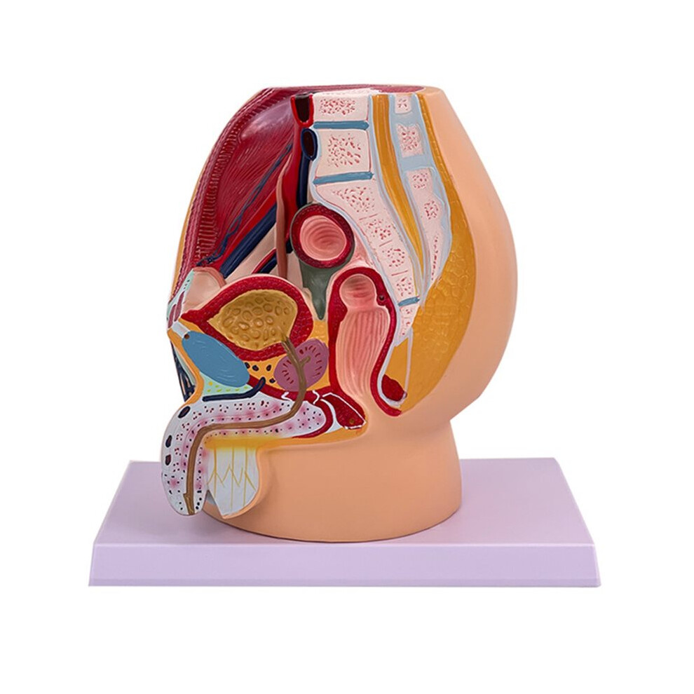 Male Vagina Anatomical Model Life Size Median Sagittal Section Human  Pelvic Cavity Structure Model
