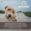 Earth Animal No-Hide Beef Stix (10 Chews Per Pack) – Long-Lasting 6