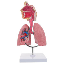 Human Respiratory Systems Model, Human Nasal Cavity Throat Lung Anatomy Model Teaching Tool