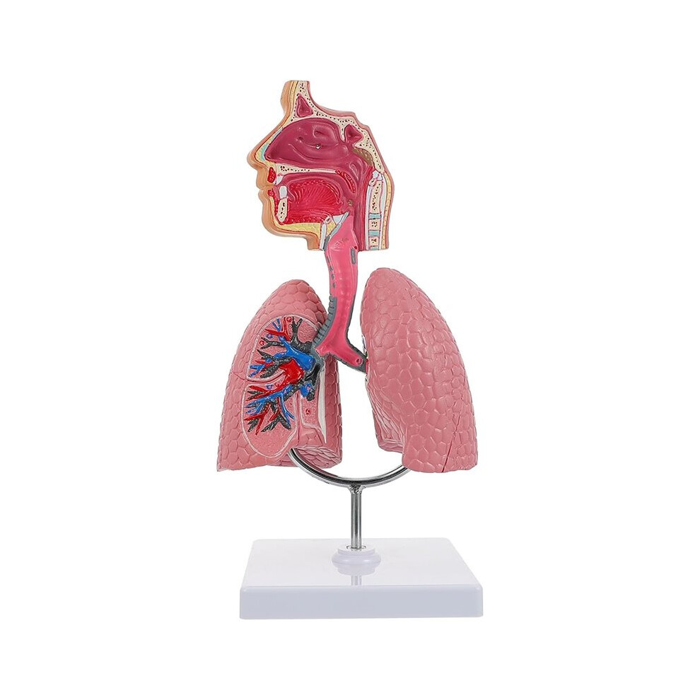 Tauoh Human Respiratory Systems Model, Human Nasal Cavity Throat Lung Anatomy Model Teaching Tool