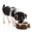 Miska Ceramiczna Dla Psa | Canadiancat | 13 Cm 1