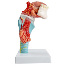 Modelo Anatómico de Lengua y Garganta Humana. Modelo de Lengua, Dientes y Garganta de Tamaño Natural. Incluye Lengua, Dientes, Glándula Tiroides y