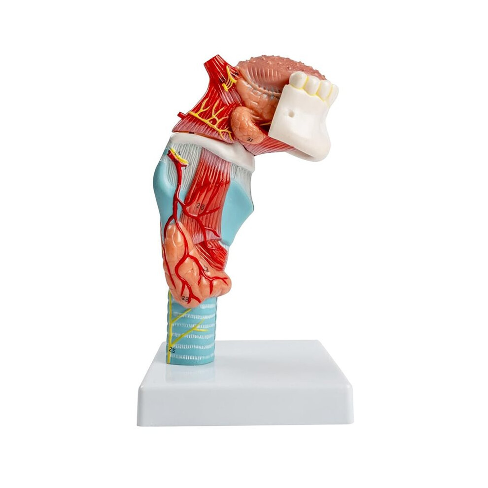 Human Tongue-Throat Anatomy Model, Tongue-Tooth-Throat Model Life-Size Includes Tongue Teeth Thyroid Gland Larynx