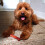 Nylabone Nylabone Extreme Tough Dog Chew Toy Bone, Durable, Cleans Teeth, Beef 3