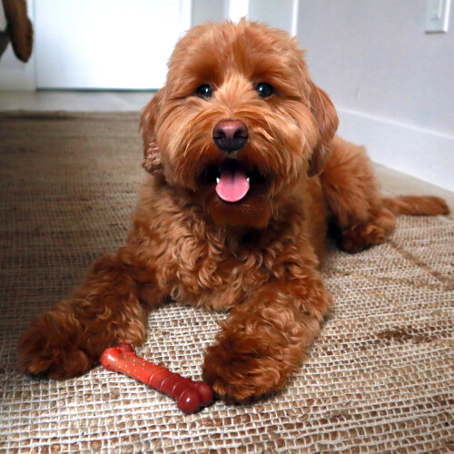 Nylabone Nylabone Extreme Tough Dog Chew Toy Bone, Durable, Cleans Teeth, Beef 2