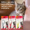 Beaphar Beaphar – Soft Flea Collar for Cats – Repels Fleas For up to 8 Weeks – Adjustabl 6