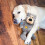 KONG KONG WildKnots Bears Small/Medium Dog Toy 2