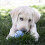 KONG KONG Puppy - Stuffable Teething Chew Toy for Dogs - Natural Rubber 2