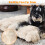 Bingopaw BingoPaw Dog Bed Medium Washable：Calming Crate Mattress with 4