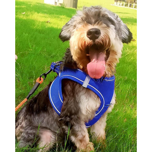 Joytale Step in Dog Harness,Soft Mesh Reflective Breathable Vest 1