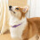 Dog Repellent Treatment, Single Pack Repellent Collar, Adjustable for 7