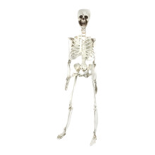 Squelette d'Halloween XIA0LE, squelette humain adulte articulé de 1,86 m (6,1 pi), os humains en plastique avec articulations mobiles, idéal pour