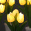 Φωτιστικό νυχτός LED σε σχήμα λουλουδιού Tulip με μπαταρία, ζεστό λευκό, για 5