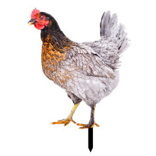 Opvise Rooster Decor Realistisk Livsnaturlig Ornamental Dubbelsidig Tryck Akryl Trädgårdsstaty Kyckling För Gård F