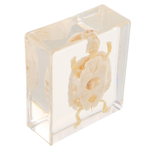 Turtle Bone Specimen for Biology Learning and Collector Display 1