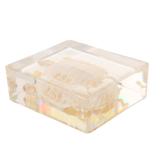Turtle Bone Specimen for Biology Learning and Collector Display 2