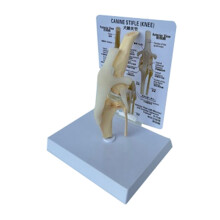 Modello di Ginocchio Canino Modello Anatomico 'Articolazione del Cane Modello di Scheletro del Cane Scheletro Animale Anatomia Scienza Medica