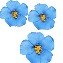 3 st. hårspännen med blommor, 3,5" miljövänliga EVA-hårspännen, tropiska hawaiianska hårspännen för kvinnor, blå