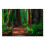 Redwood Forest Path Canvas Art 24 x 16 in 1