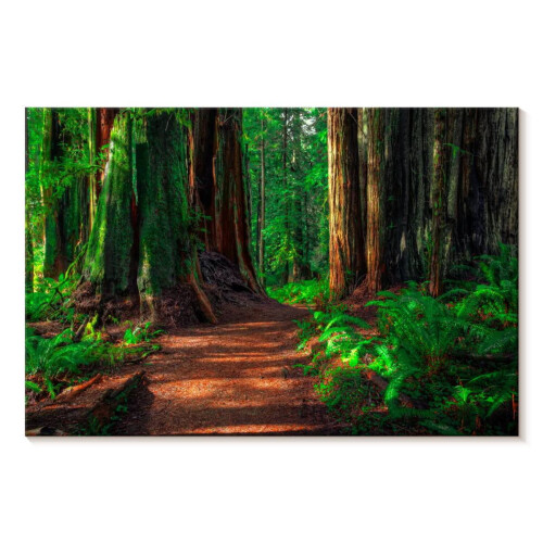 Redwood Forest Path Canvas Art 24 x 16 in